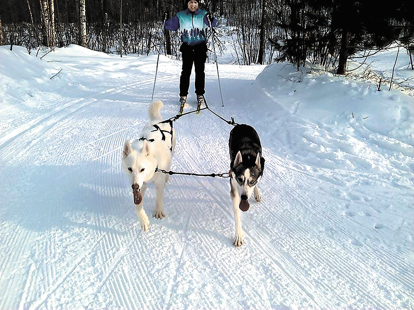 Skijoring husky deals